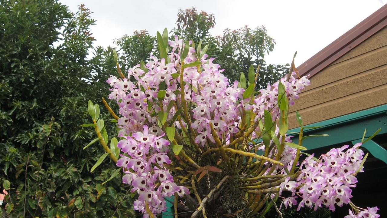 Les Agapanthes Villa Le Tampon Buitenkant foto