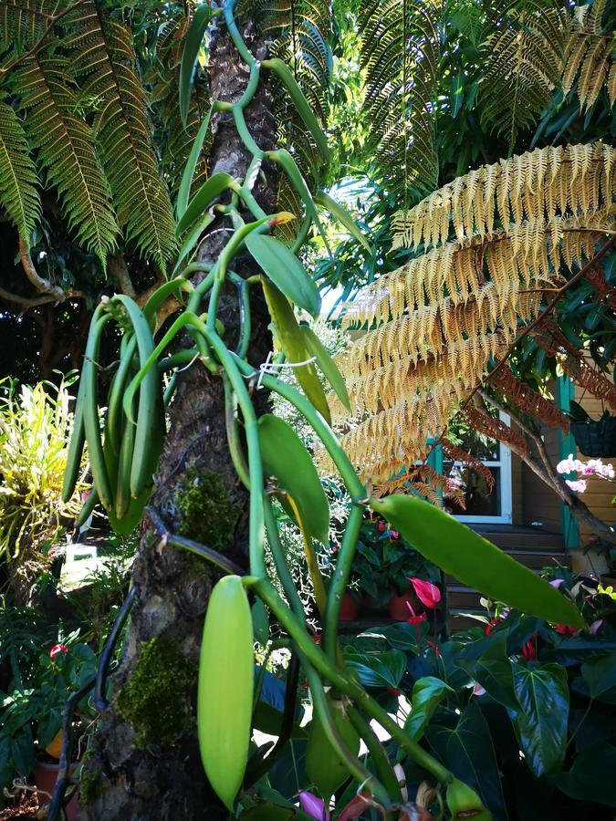 Les Agapanthes Villa Le Tampon Buitenkant foto